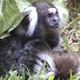 Illustration for article titled Monkey cares for dying mate